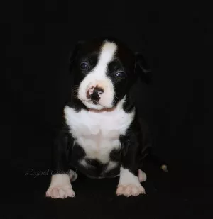 Photos supplémentaires: Les jolis chiots d'Amstaff