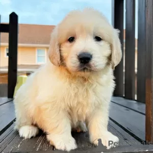 Photo №1. golden retriever - à vendre en ville de Los Angeles | 663€ | Annonce №127691