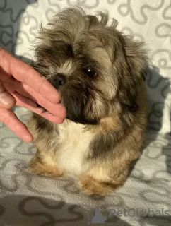 Photo №1. shih tzu - à vendre en ville de Ozorków | 287€ | Annonce №35915