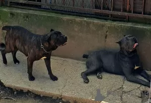 Photos supplémentaires: Chiots cane corso