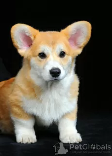 Photo №3. Chiots Welsh Corgi. Ukraine