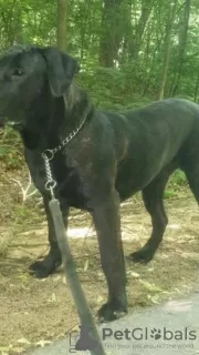 Photos supplémentaires: Chiots Presa Canario exclusifs