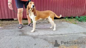 Photo №3. Chiots de race Swiss Hound à vendre ! La date de naissance est le 2 printemps. Ukraine