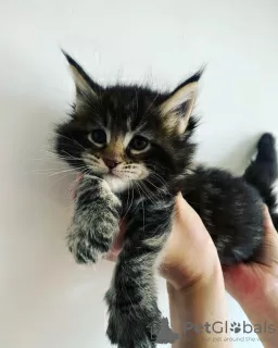 Photo №3. Chatons main-coon à vendre. La Moldavie