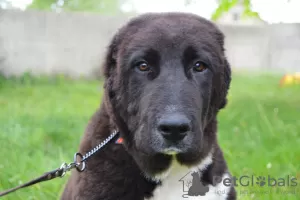 Photos supplémentaires: Chiot du chien de berger d'Asie centrale / CAO / Alabai