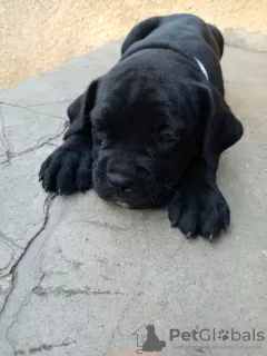 Photo №2 de l'annonce № 56193 de la vente cane corso - acheter à La Moldavie éleveur