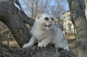 Photo №1. scottish fold - à vendre en ville de Miass | 91€ | Annonce № 13737