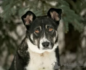 Photo №1. chien bâtard - à vendre en ville de Москва | Gratuit | Annonce №94568