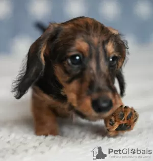 Photos supplémentaires: Chiots lapins teckel à poil dur, garçons, 3 mois