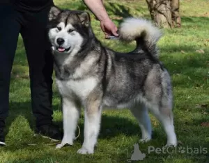 Photo №3. Chiots Malamute d'Alaska. Serbie