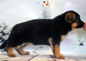 Photos supplémentaires: Chiot de berger allemand