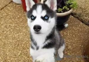 Photo №1. husky de sibérie - à vendre en ville de Ähtäri | Gratuit | Annonce №128228