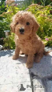 Photos supplémentaires: Chiots caniche toy garçons et filles avec pedigree