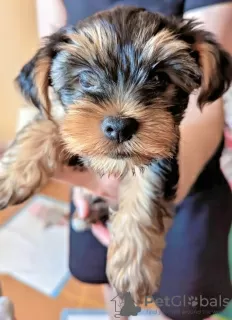 Photos supplémentaires: Aimer le chiot Yorkshire Terrier prêt à la vente.