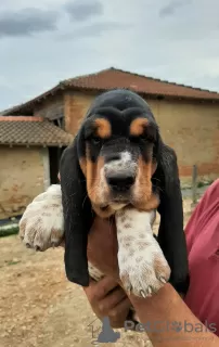 Photo №1. basset hound - à vendre en ville de Molas | 1500€ | Annonce №30212