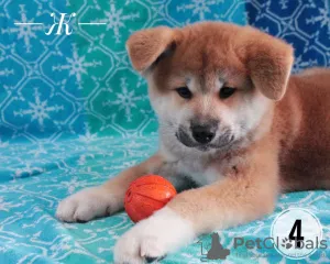 Photos supplémentaires: Chiots Akita inu. Akita japonais