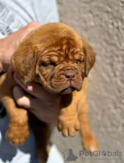 Photo №2 de l'annonce № 102896 de la vente dogue de bordeaux - acheter à Serbie annonce privée