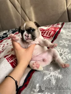 Photos supplémentaires: Chiots bouledogue français