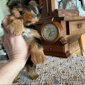 Photo №2 de l'annonce № 43029 de la vente yorkshire terrier - acheter à Allemagne annonce privée