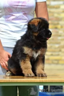 Photos supplémentaires: chien de race berger allemand