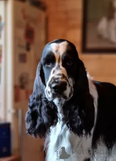 Photos supplémentaires: Chiots Épagneul Springer Anglais