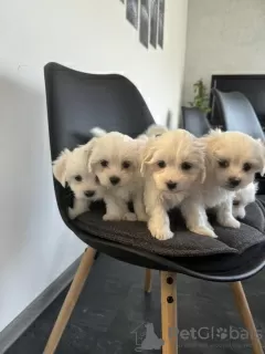 Photo №4. Je vais vendre bichon maltais en ville de Novi Bečej.  - prix - 150€