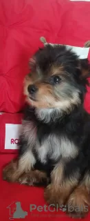 Photo №1. yorkshire terrier - à vendre en ville de Minsk | 286€ | Annonce №116115