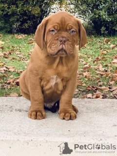 Photo №2 de l'annonce № 8072 de la vente dogue de bordeaux - acheter à Hongrie éleveur