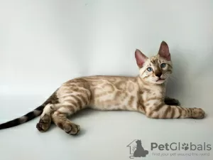 Photo №2 de l'annonce № 12164 de la vente bengal - acheter à Ukraine de la fourrière