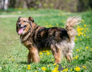 Photo №2 de l'annonce № 129399 de la vente chien bâtard - acheter à Fédération de Russie de l'abri