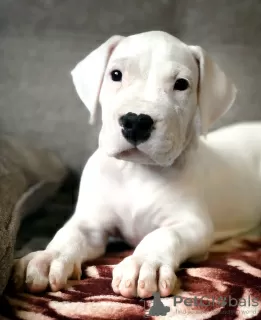 Photo №2 de l'annonce № 8710 de la vente dogue argentin - acheter à Fédération de Russie éleveur