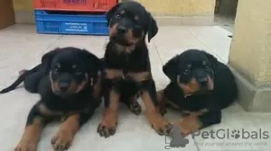 Photo №2 de l'annonce № 128437 de la vente rottweiler - acheter à Allemagne éleveur