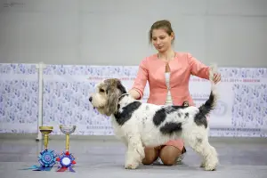 Photo №3. Griffon Grand Vendian Basset Chiots. Fédération de Russie