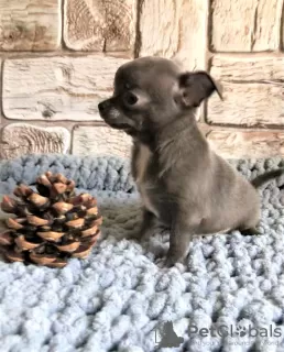 Photos supplémentaires: Chiot à vendre chihuahua blanc et bleu