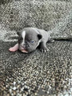 Photo №4. Je vais vendre bouledogue en ville de Гамбург. annonce privée - prix - Gratuit