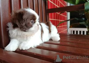 Photo №1. shih tzu - à vendre en ville de Eagle Pass | 379€ | Annonce №100398