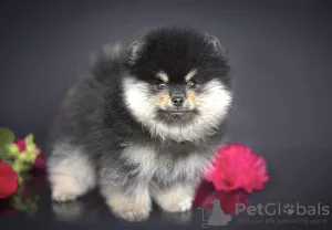 Photo №2 de l'annonce № 7849 de la vente spitz nain - acheter à Fédération de Russie de la fourrière