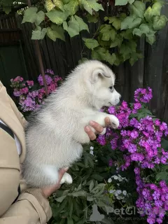 Photos supplémentaires: Chiots Husky Sibérien