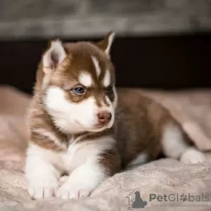 Photo №1. husky de sibérie - à vendre en ville de Bielsko-Biała | 300€ | Annonce №90311