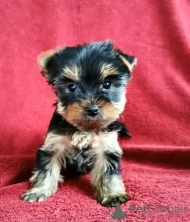 Photo №3. Chiots Yorkshire Terrier. Belgique