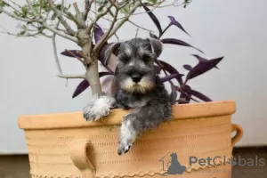 Photo №2 de l'annonce № 108367 de la vente schnauzer moyen - acheter à Serbie 