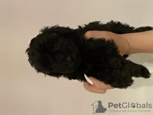 Photo №1. caniche (nain) - à vendre en ville de Chemnitz | négocié | Annonce №57503