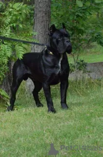 Photo №2 de l'annonce № 10454 de la vente cane corso - acheter à Fédération de Russie éleveur