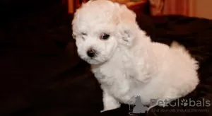 Photos supplémentaires: Chiots bichon frisé à vendre