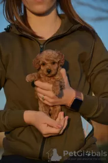 Photo №2 de l'annonce № 94979 de la vente caniche (jouet) - acheter à Serbie éleveur