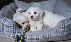 Photo №3. Adorables chiots bichon frisé. Lituanie