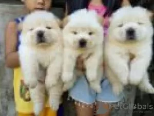 Photo №1. chow-chow - à vendre en ville de New york | 852€ | Annonce №45624