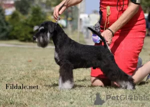 Photos supplémentaires: Chiots Schnauzer nain