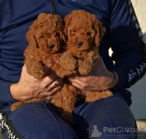 Photos supplémentaires: Mini Caniche, coloris rouge et abricot