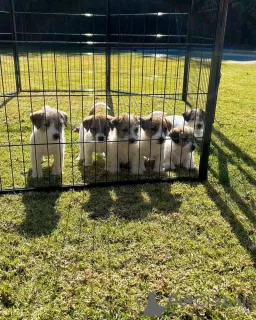 Photo №2 de l'annonce № 129628 de la vente jack russell terrier - acheter à Allemagne 